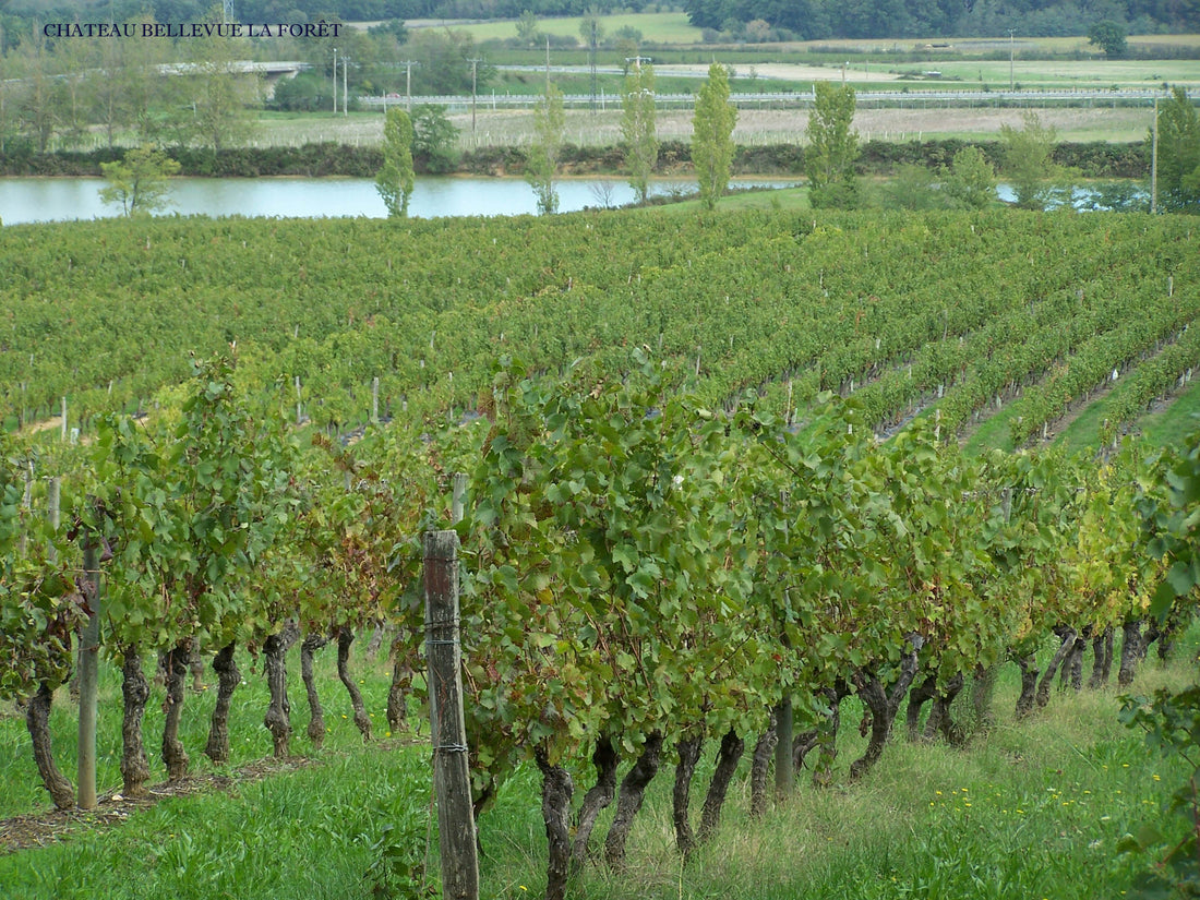 Zoom sur le Château Bellevue la forêt