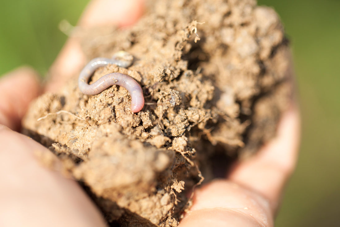 Plongée avec Juliette Rembert dans le monde de l'agroécologie