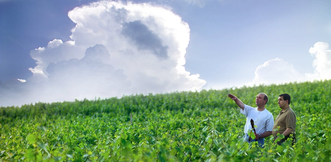 Métiers du vin : Le vigneron et le négociant
