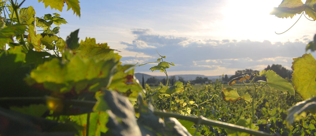 La canicule : bon ou mauvais pour le vin ?