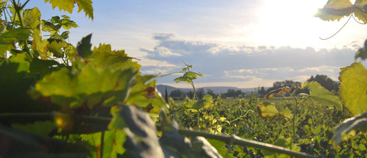 La canicule : bon ou mauvais pour le vin ?