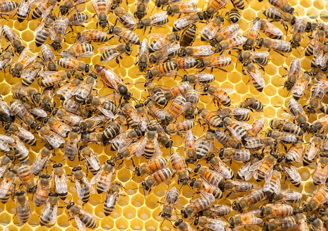 À la rencontre de Fabien Kouachi : Sensibiliser pour sauver les abeilles