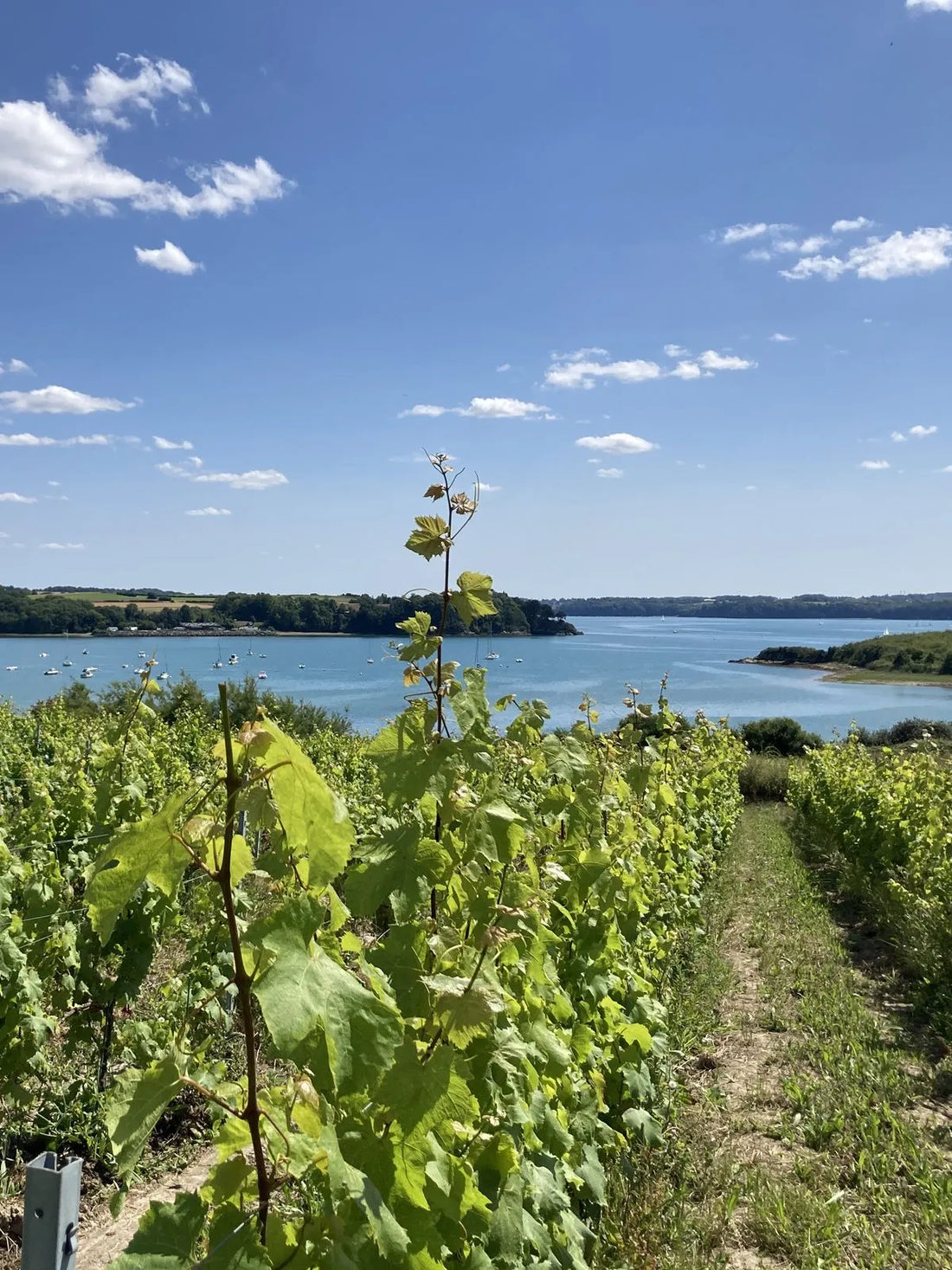 Du vin en Bretagne ? Rencontre avec Édouard Cazals, vigneron des Longues Vignes