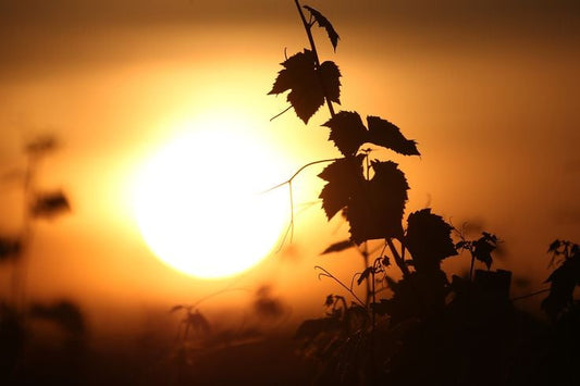 Et si le cycle lunaire influençait le goût du vin ?