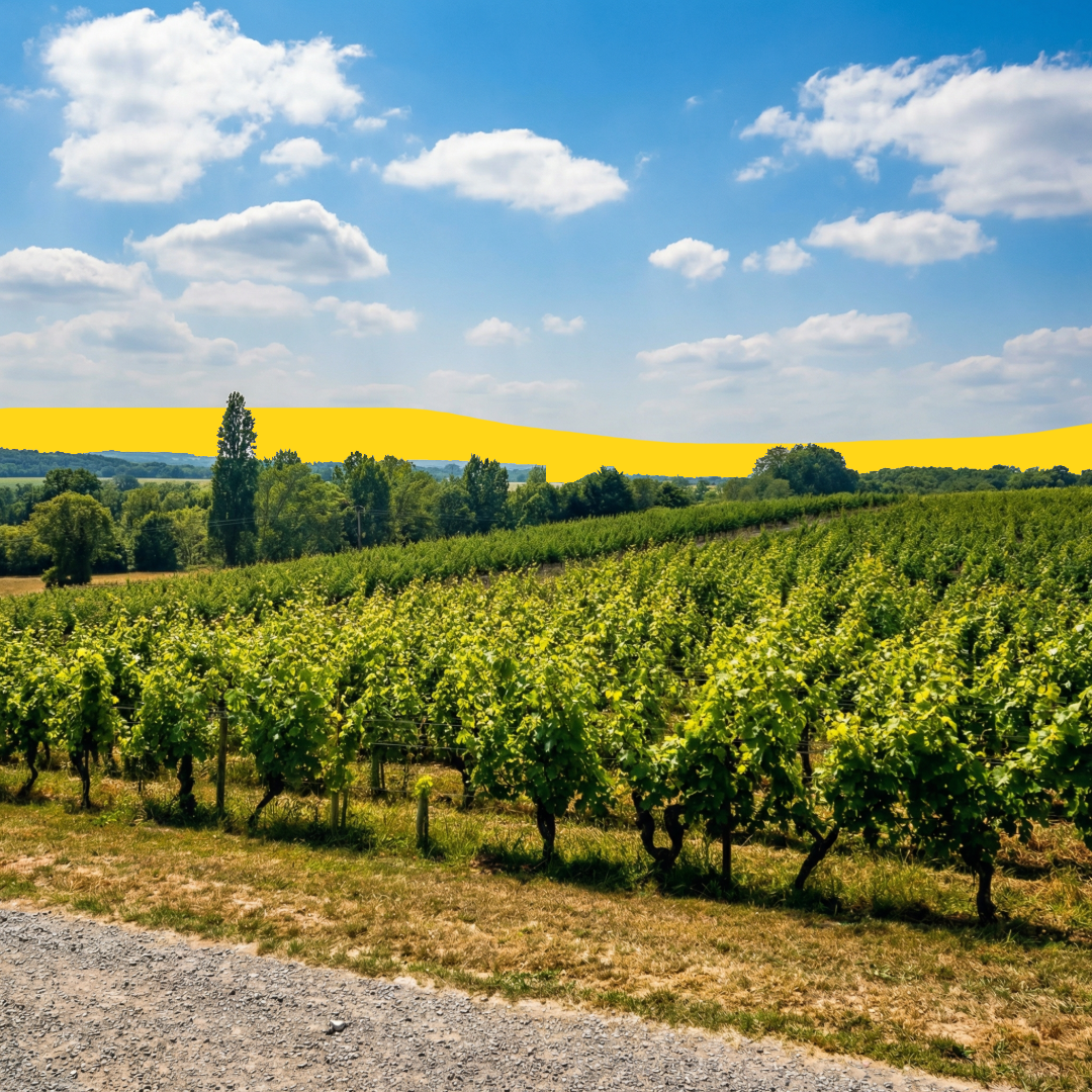 Nos blancs de Loire