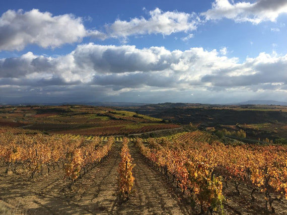 Bodegas Gran Sello