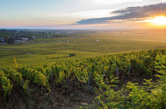 Champán Barones de Rothschild