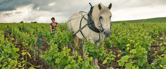 Champán Louis Roederer