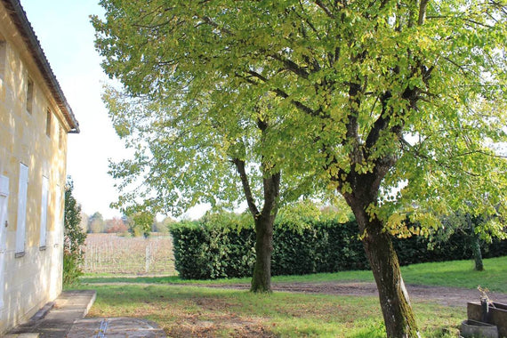 Château La Devine