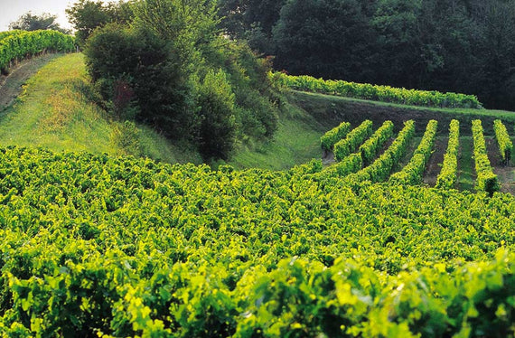 Château Mayne Mazerolles