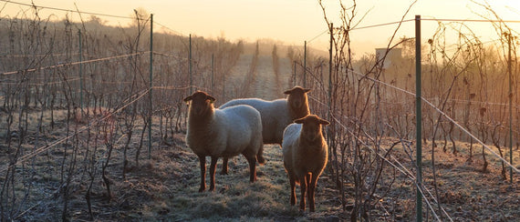 Château Pierre-Bise