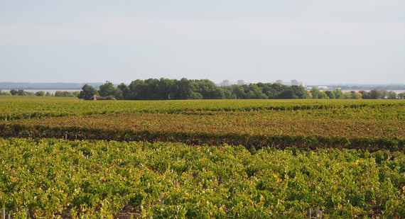 Château Torre de Marbuzet