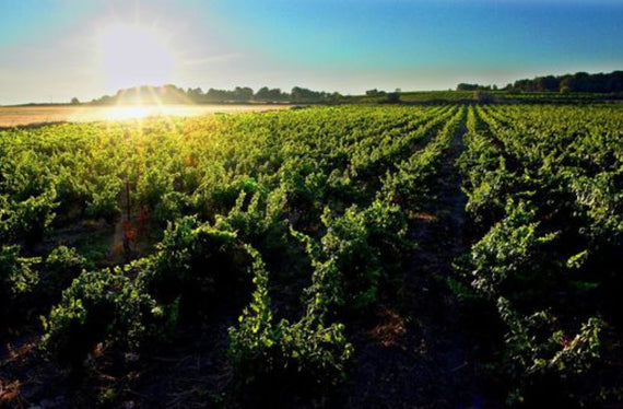 Clos de Manzotte