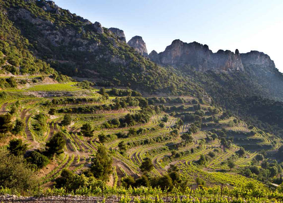 Domaine Brusset