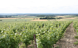 Domaine Champeau