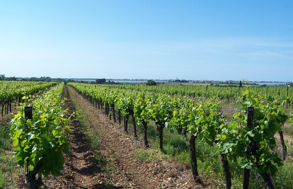 Dominio de la Causse