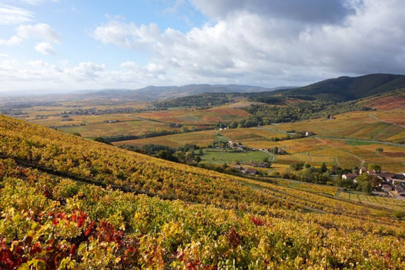 Domaine de la Paillardière