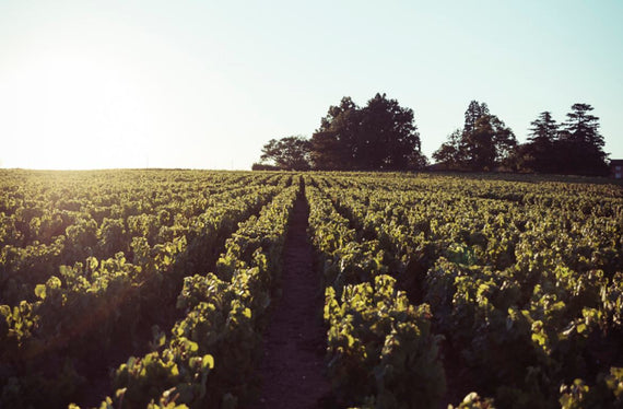 Domaine de la Pirolette