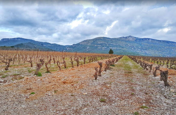 Domaine du Causse d’Arboras