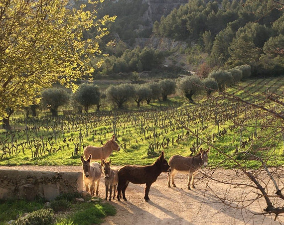 Dominio del Puy de Lôme