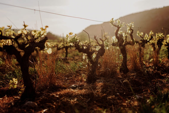 Domaine la Différence
