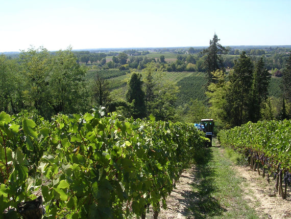 Domaine Louis Chomel