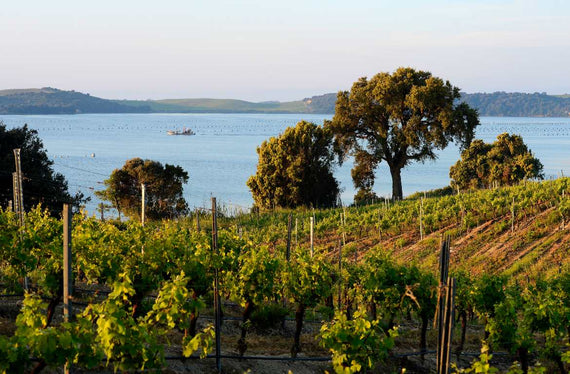 Domaine Terra Vecchia