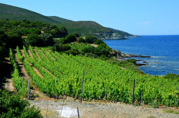 Isla de Rosé
