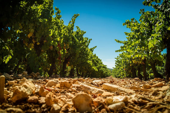 Les Vignerons du Sommiérois