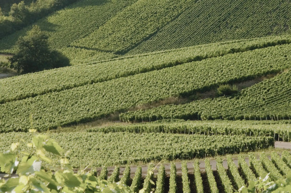 Marqués de Pomereuil