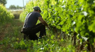 Nero d'Avola