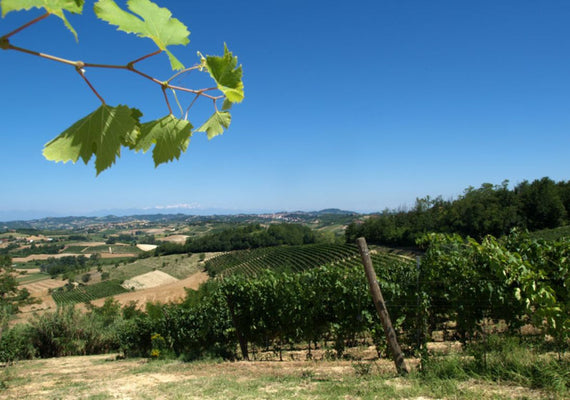 Prunotto